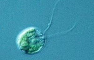 Клеточные мембраны водоросли Chlamydomonas reinhardtii